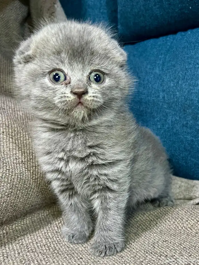 قطط كتن سكوتش شهر ونص للبيع 5