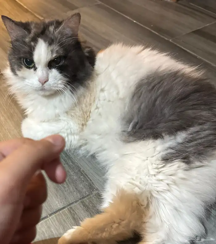 قطة للتبني شيرازي 0