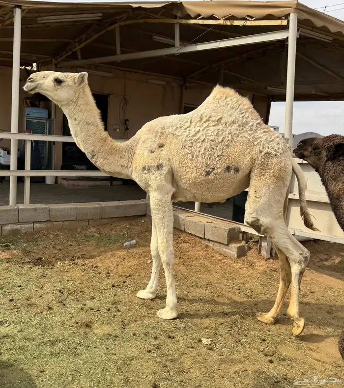 حواره عمرها 8 شهور 0