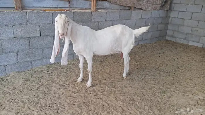 دفيع معزا دافع معزه رغايث تيس هولنديه ماعز حري خروف 0