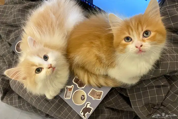 قطتين للبيع 0