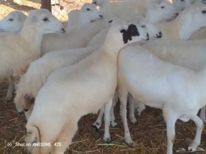 رخال رفيدي مد وجرم 4