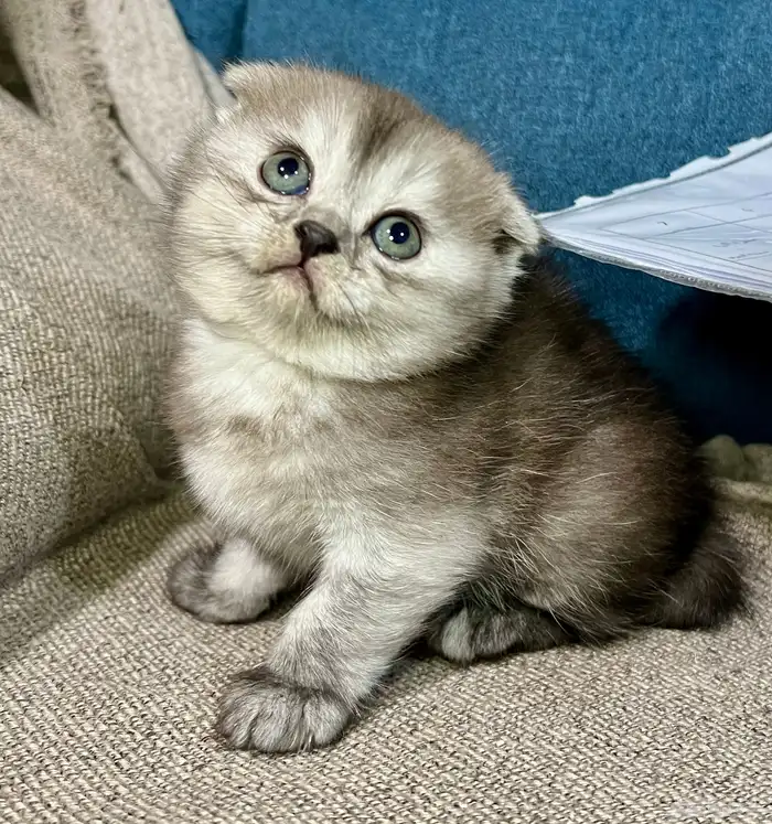 قطط كتن سكوتش شهر ونص للبيع 6