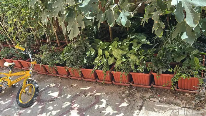 أشجار زينة 2