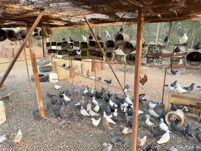 حمام للبيع جمله جمله العدد قرابة 100 جوز 4