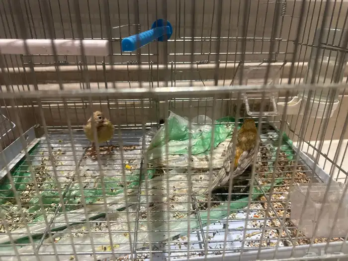 نادي بسكوتي على السومة وصلت السومة 560 0