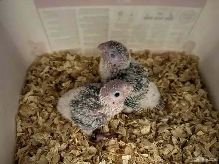 فرخ كنيور رد فاكتور 3