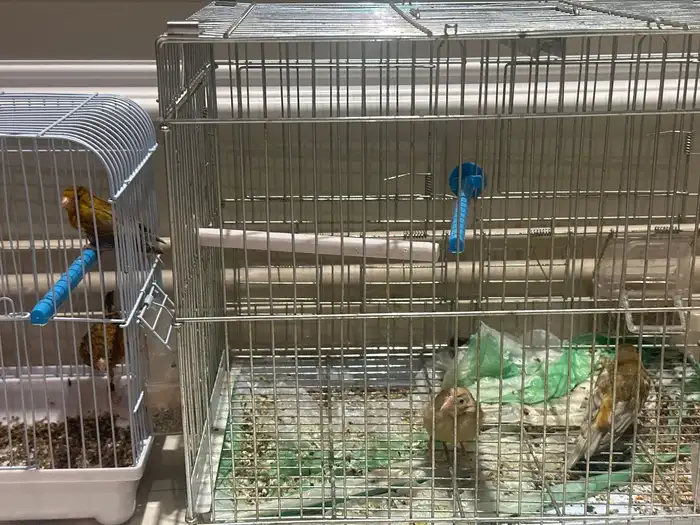 نادي بسكوتي على السومة وصلت السومة 560 2