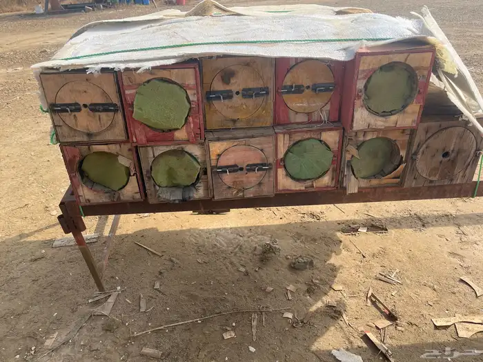 جبوح نحل محايلي فاضي 0