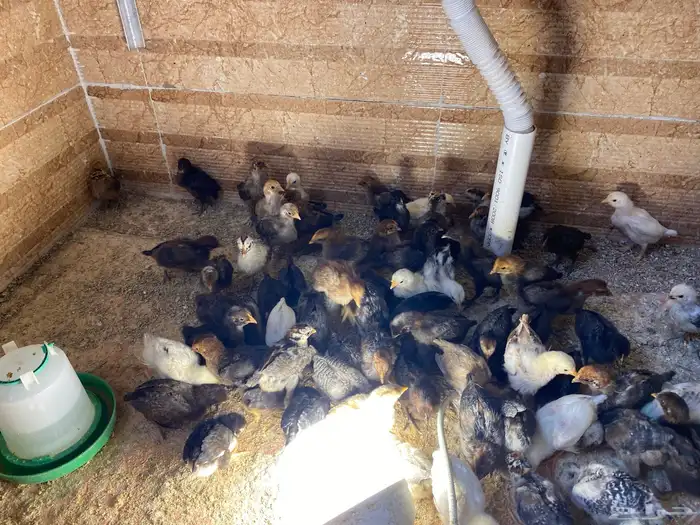 صيصان للبيع 1