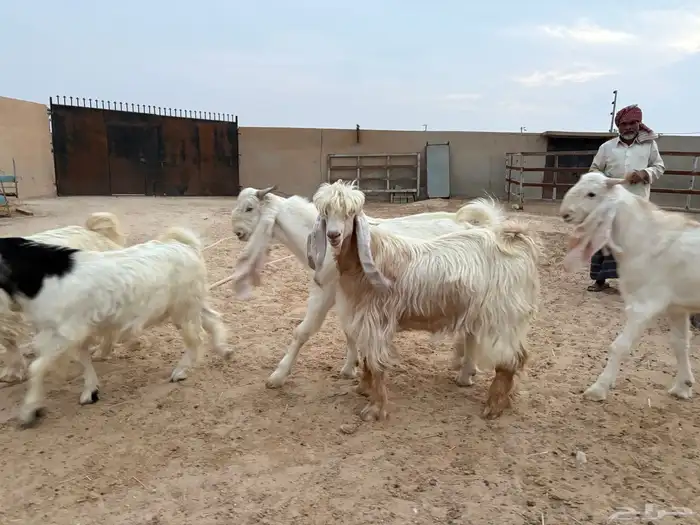 تيوس عوارض ومشاريك جذعان وزن جزله سومها 1200 5