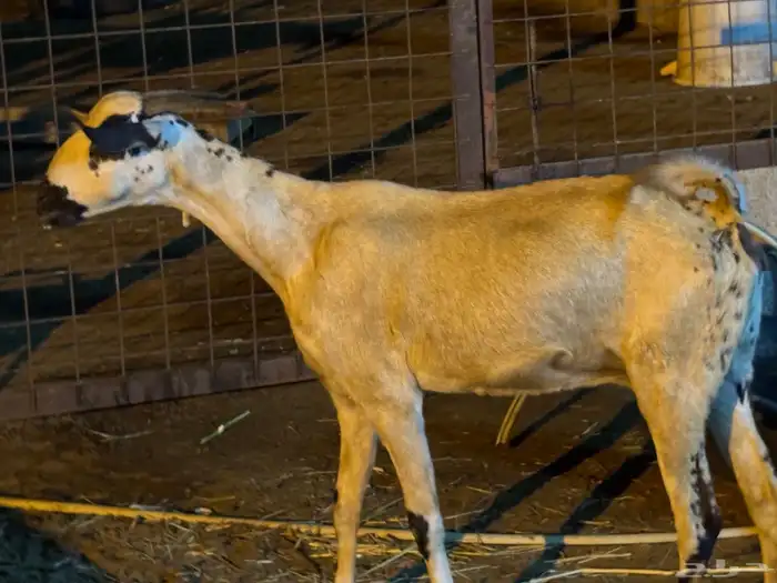 ماعز بيشي فاخر 4