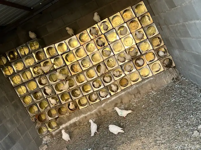 حمام فرنسي لاحم سوبر جانبو 0