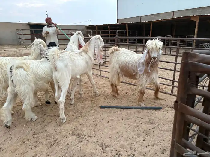 تيوس عوارض ومشاريك جذعان وزن جزله سومها 1200 1