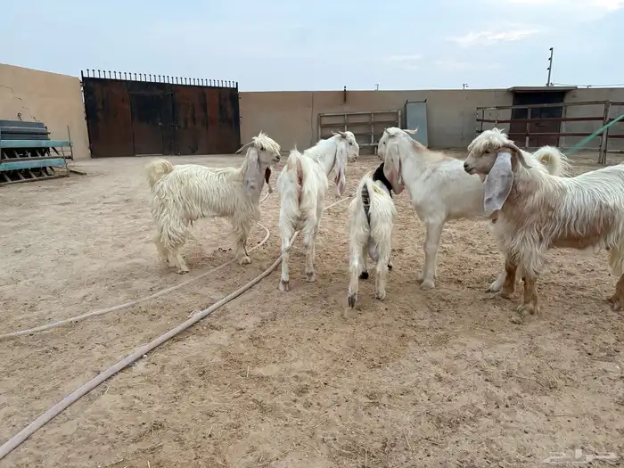 تيوس عوارض ومشاريك جذعان وزن جزله سومها 1200 9