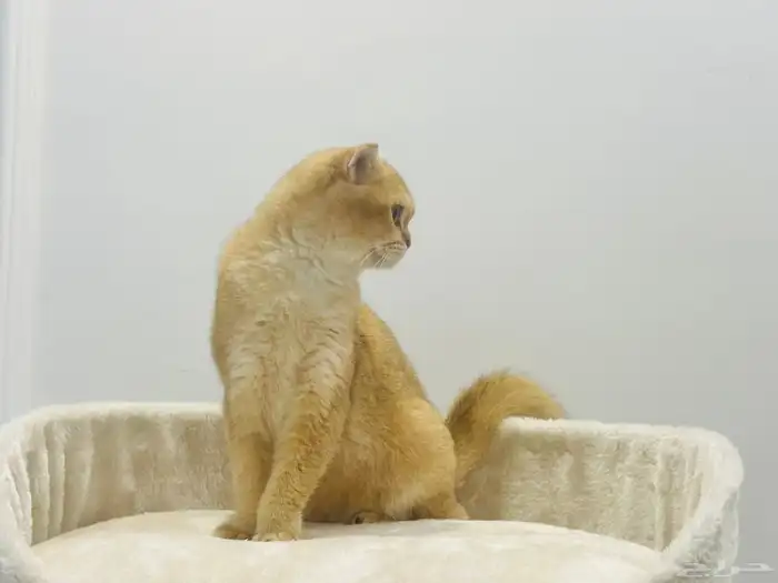 انثى فولد قولد 3