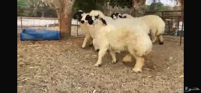 للبيع 7 رخال عرب بيض مكحله 2