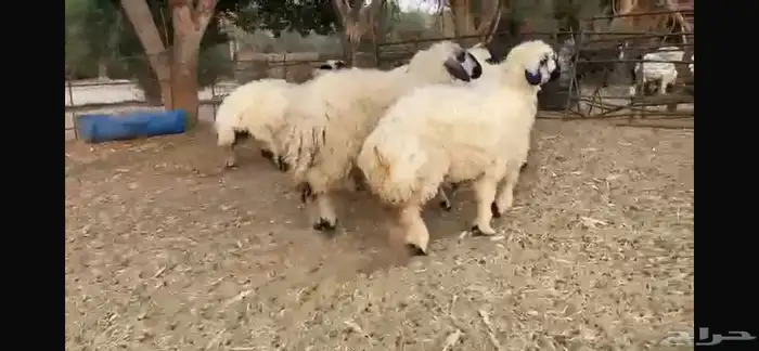 للبيع 7 رخال عرب بيض مكحله 4