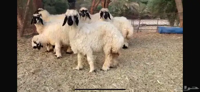 للبيع 7 رخال عرب بيض مكحله 10