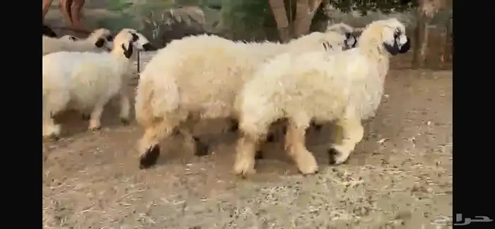 للبيع 7 رخال عرب بيض مكحله 9