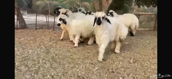 للبيع 7 رخال عرب بيض مكحله 11