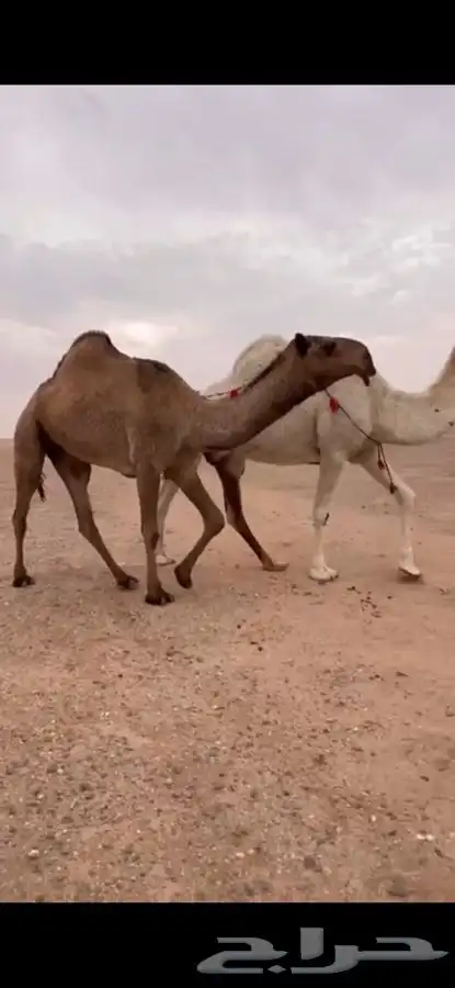 للبيع بكره باتليه صفرا كفو 0