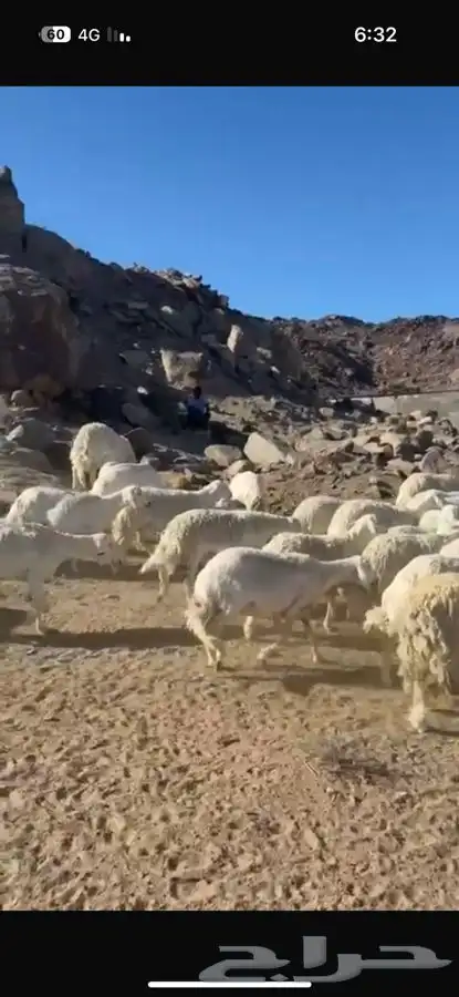 غنم للبيع 3