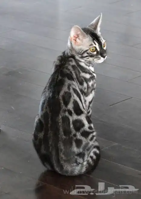 قطط بنغال وماين كون للبيع 1