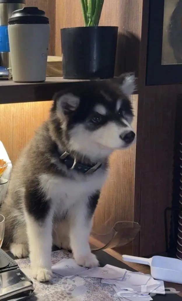 كلب اكيتا و هاسكي للبيع 0