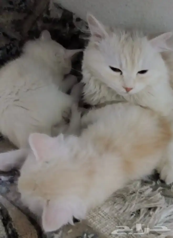 قطط للبيع شيرازي هملايا 0