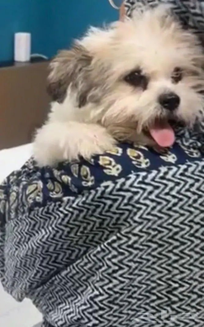 للبيع كلبة هافانيز   أبيض فرو كثيف 3