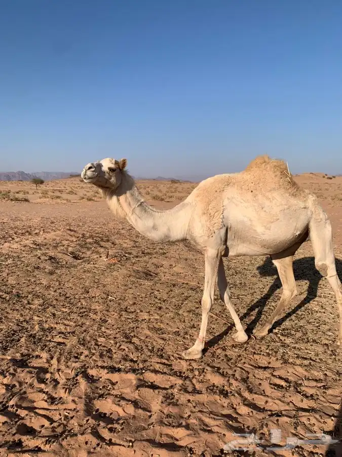 ناقه ام رابع لبيع 0