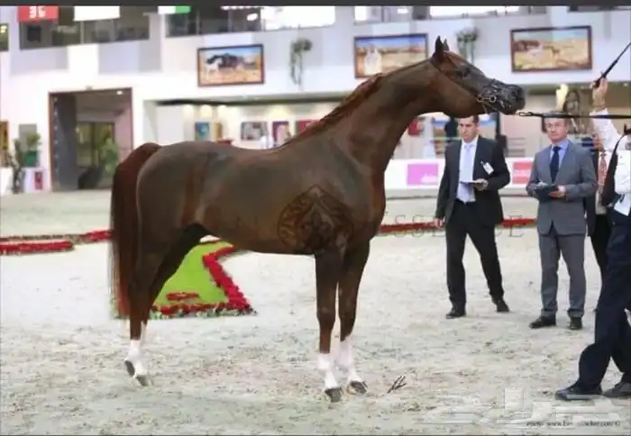 حصان مستورد للبيع مستعجل 2