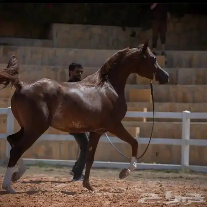 حصان مستورد للبيع مستعجل 1