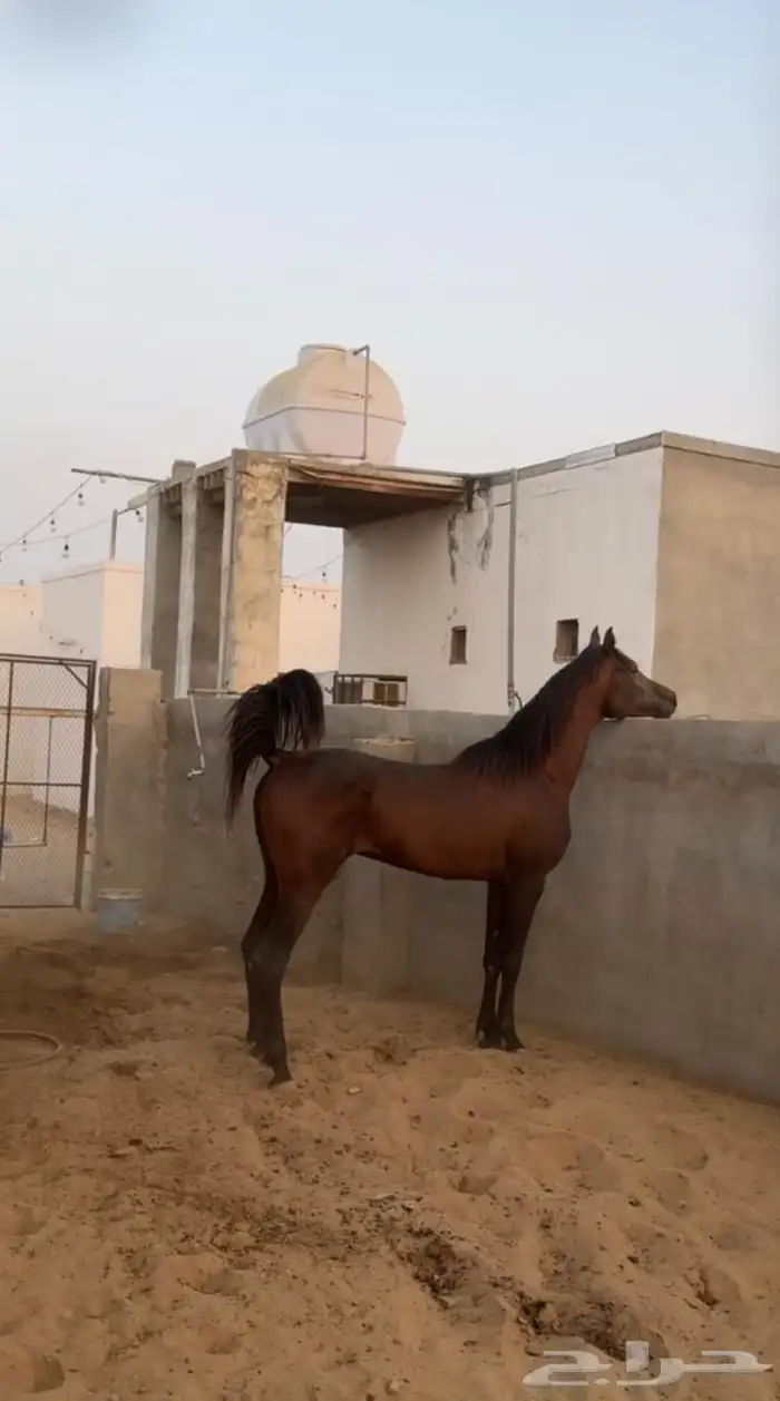 خيل شعبي العمر من 4 الى 5 سنوات 1
