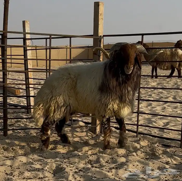 فحل نعيمي صنننف 0