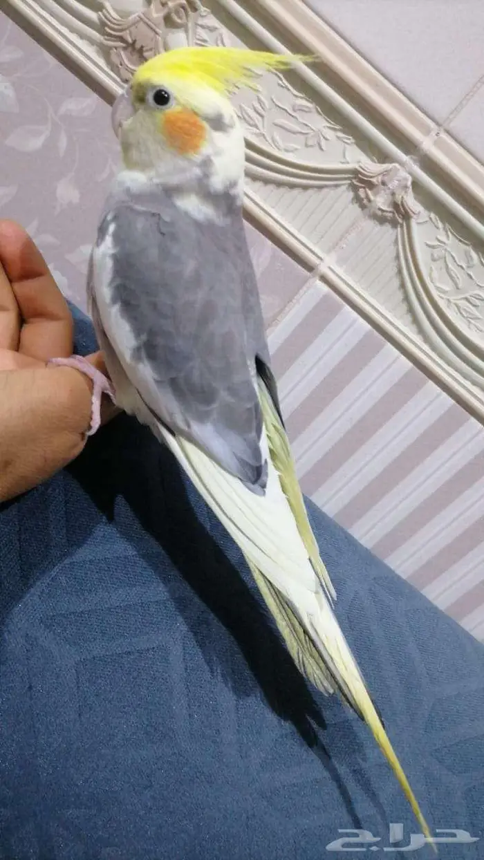 للبيع كروان اليف متكلم 1