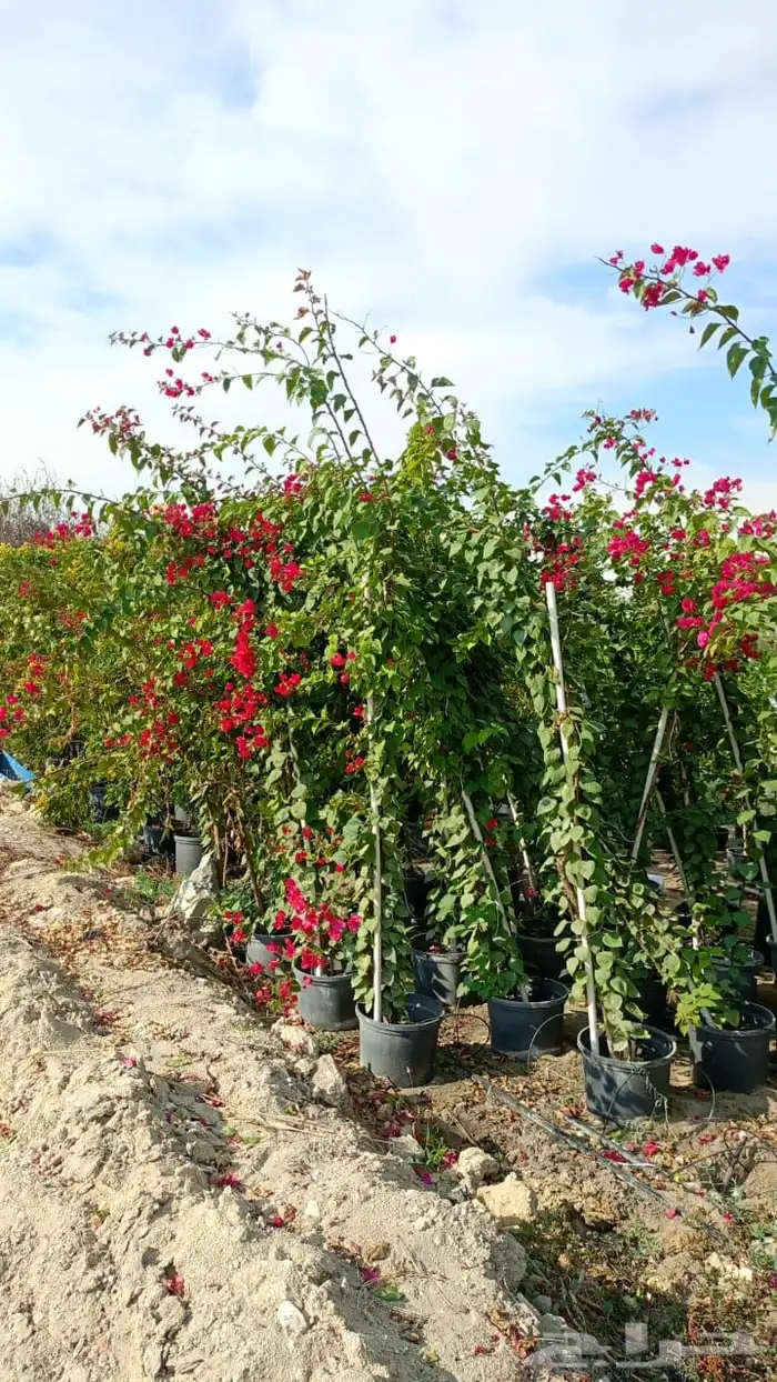 تنسيق الحدائق المنزلية 7