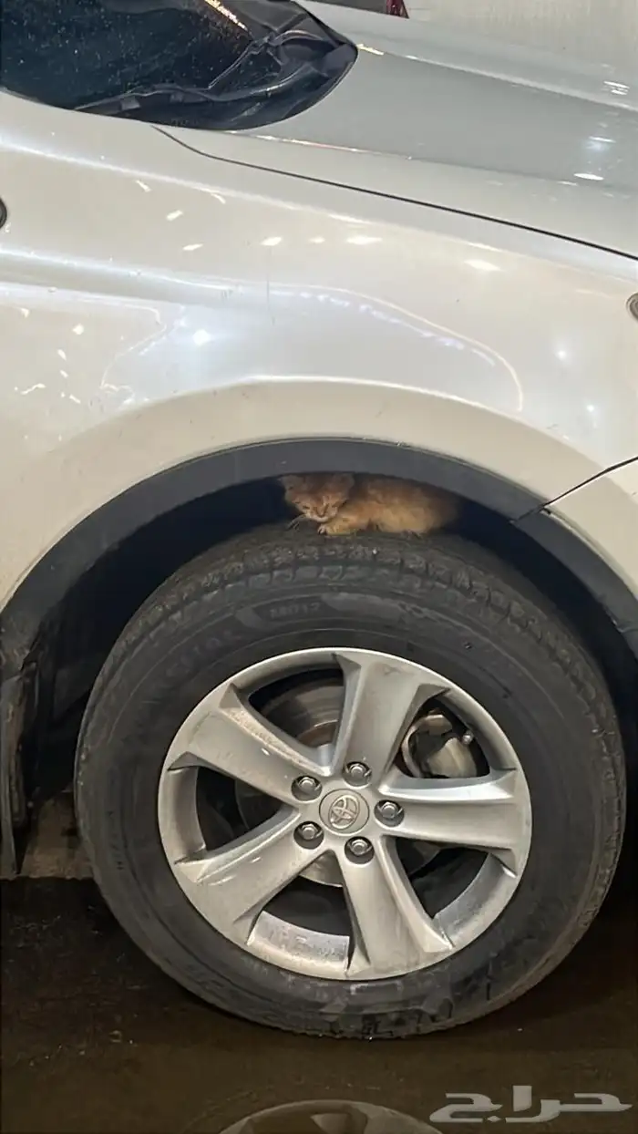 قطوة   بسة للتبني 0