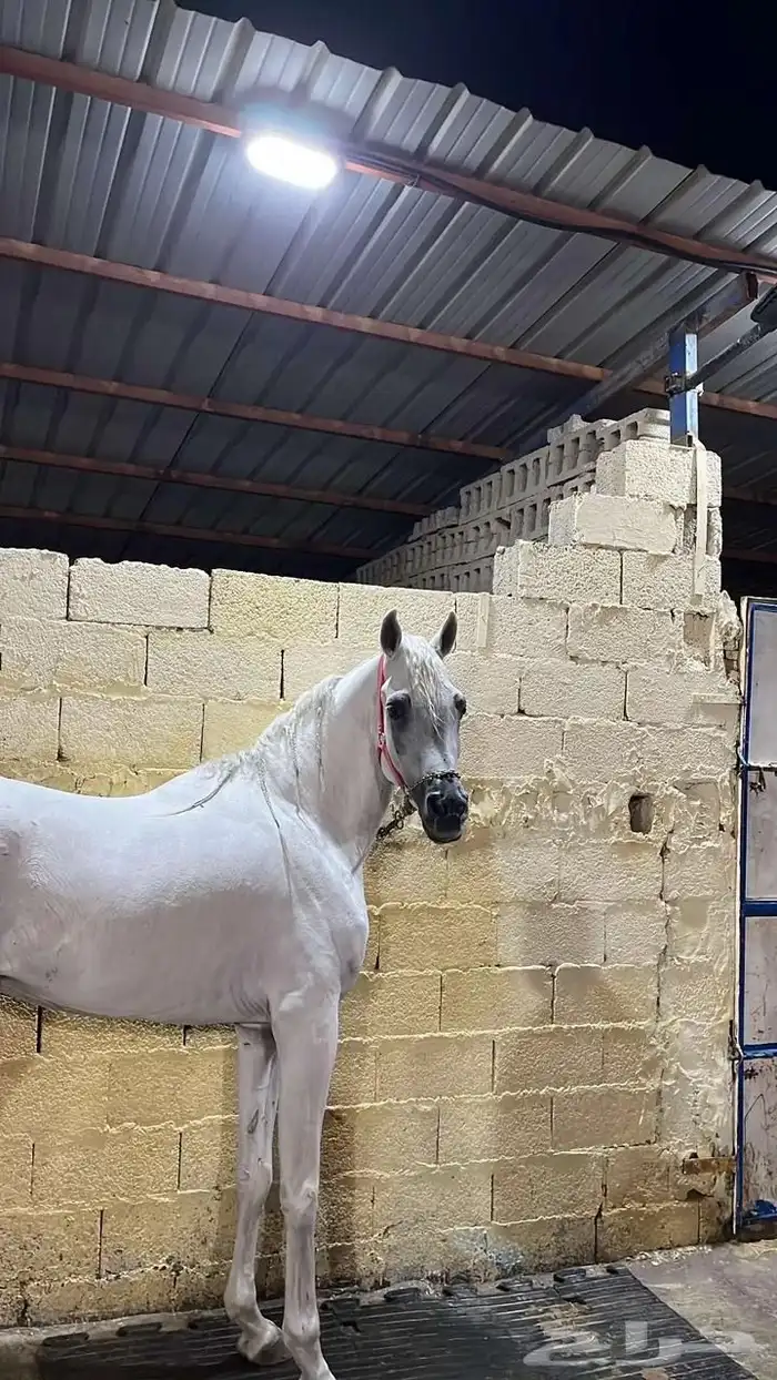 حصان اصفر واهو 0