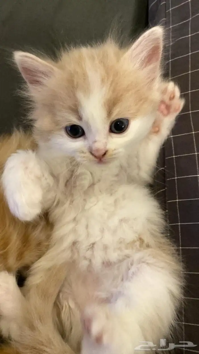 قطتين للبيع 7
