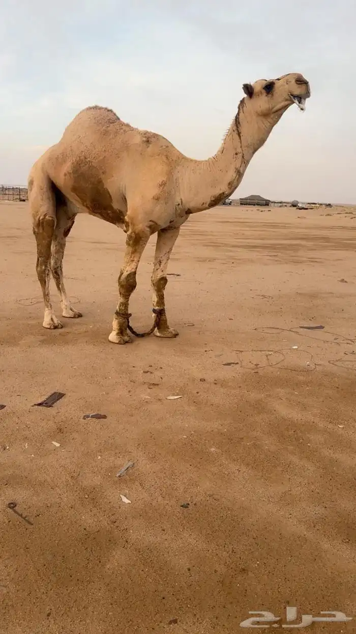 جمل كفو ولد مضيم طبع وعلى جميع الشروط 0