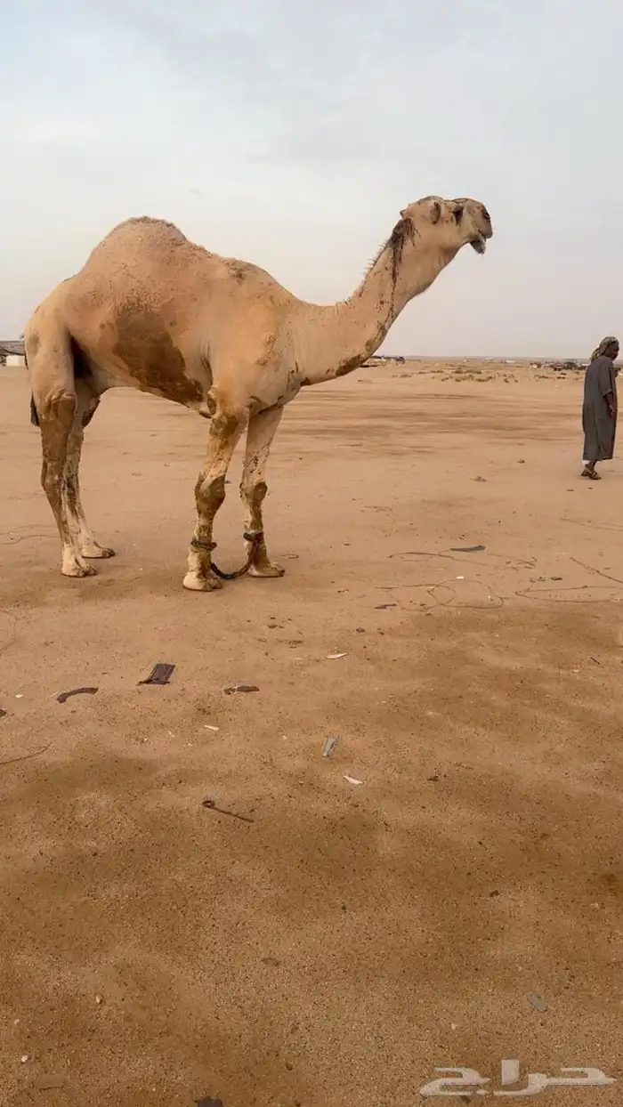 جمل كفو ولد مضيم طبع وعلى جميع الشروط 2