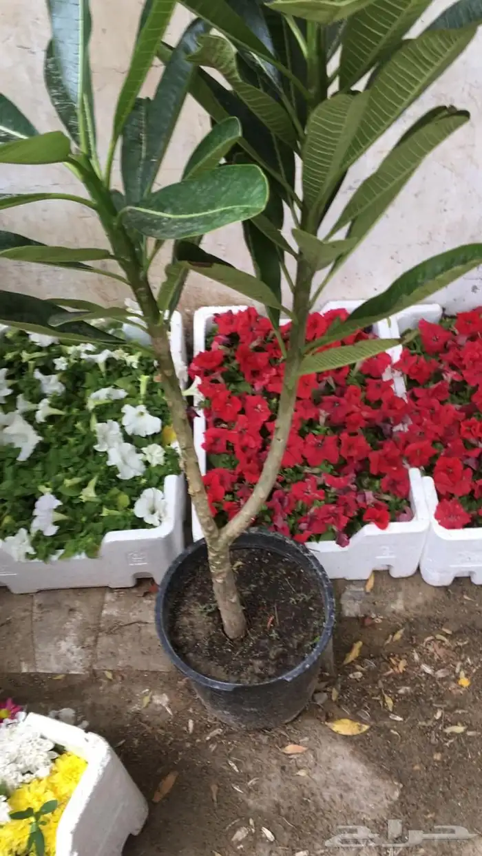 تنسيق الحدائق المنزلية 14