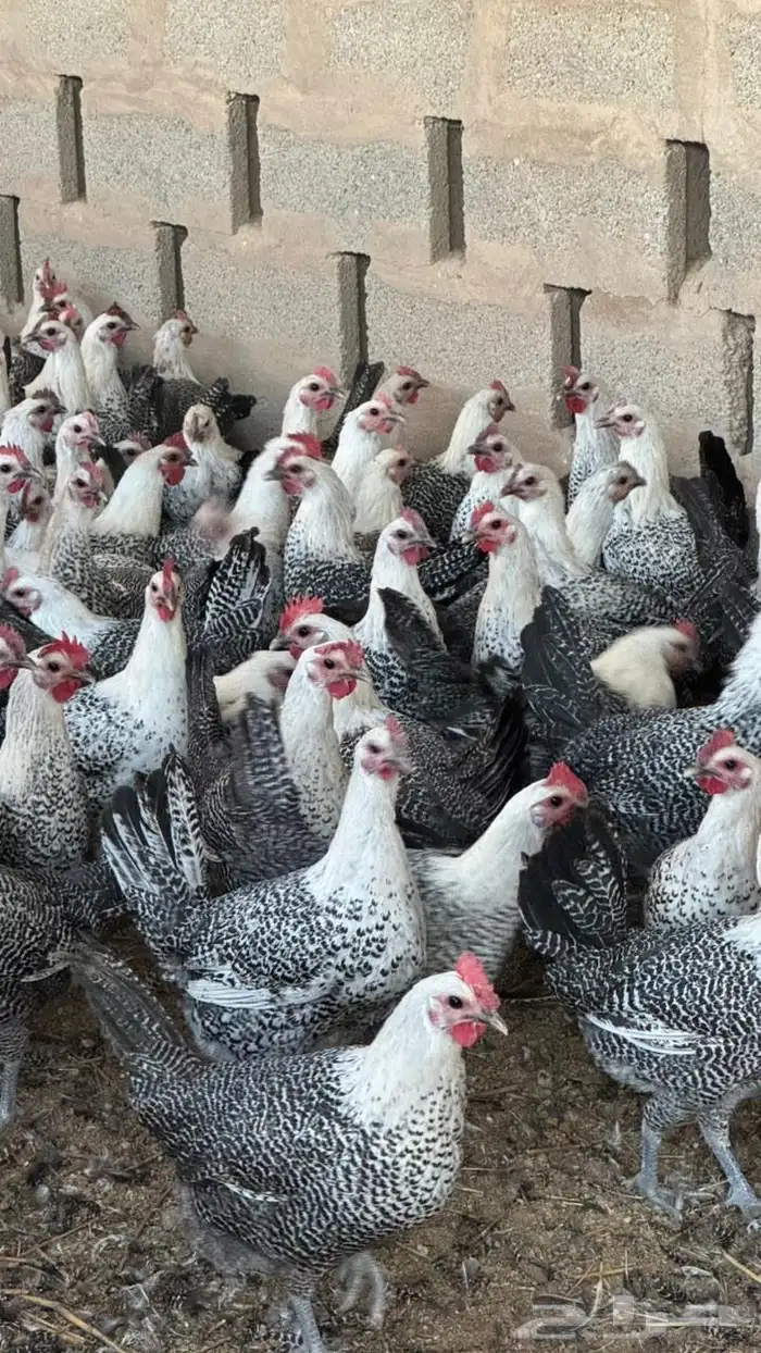 بيض مخصب فيومي شبابي سوبر جامبو 6