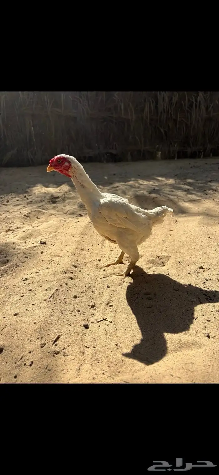 دجاج فايتر 0