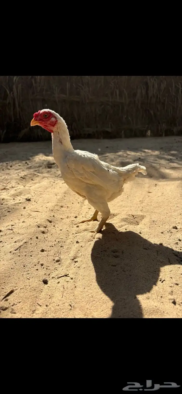 دجاج فايتر 1