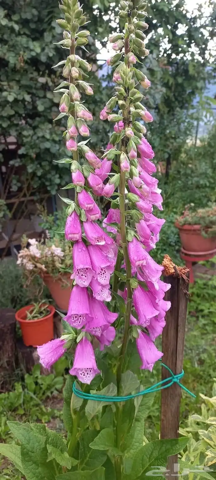 تنسيق الحدائق المنزلية 25