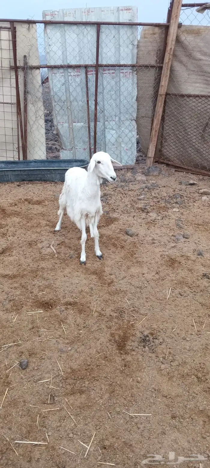 رخال  شحم شرط 3