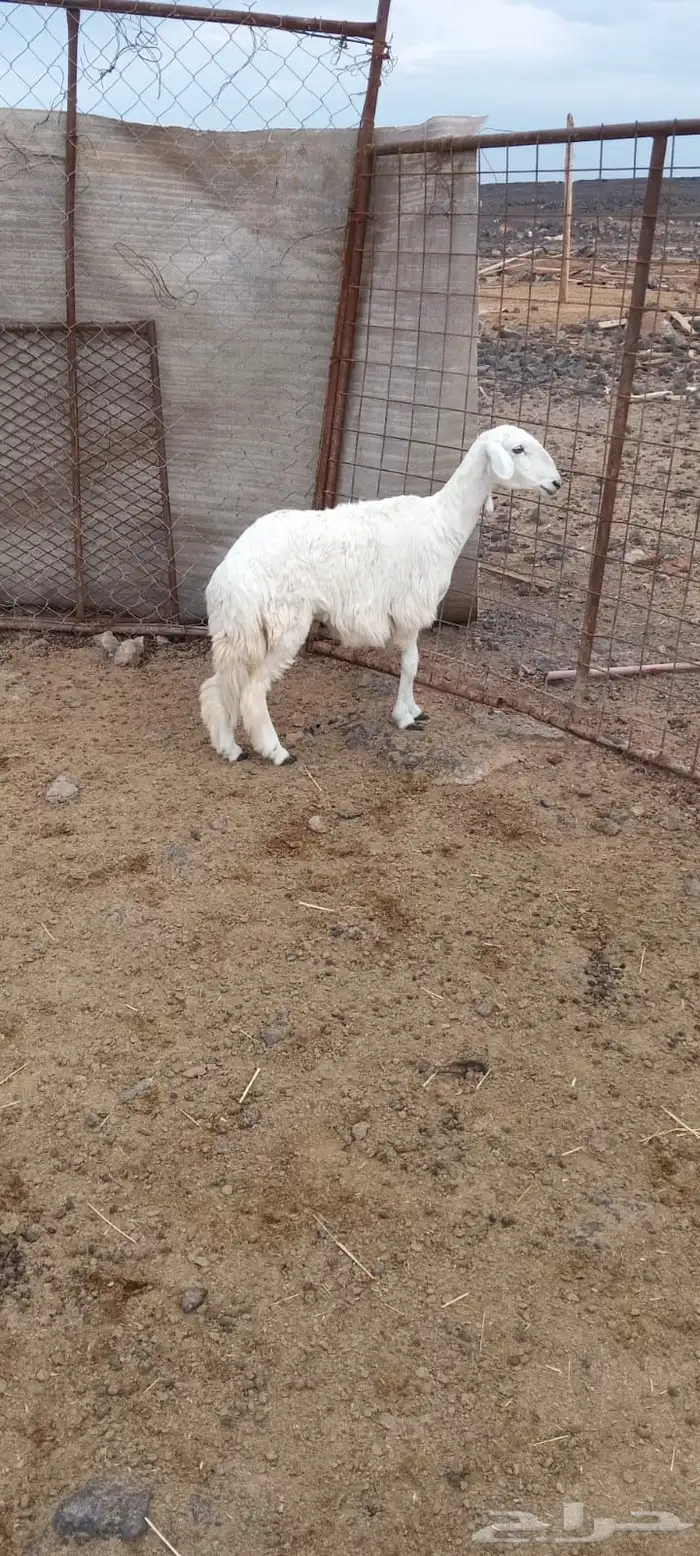 رخال  شحم شرط 1